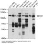 Cadherin 12 (CDH12) Antibody