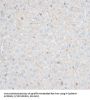 Cadherin, Neuronal (CDH2) Antibody