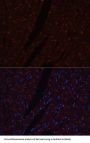Cadherin, Neuronal (CDH2) Antibody