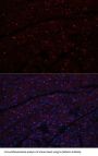 Cadherin, Neuronal (CDH2) Antibody