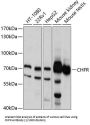 E3 Ubiquitin-Protein Ligase CHFR (CHFR) Antibody