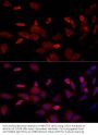 CDGSH Iron Sulfur Domain 1 (CISD1) Antibody