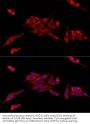 CDGSH Iron Sulfur Domain 1 (CISD1) Antibody
