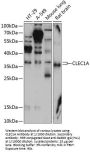 C-Type Lectin Domain Family 1 Member A (CLEC1A) Antibody