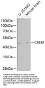 cAMP Responsive Element Binding Protein 1 (CREB1) Antibody