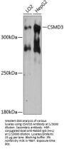 CUB And Sushi Domain-Containing Protein 3 (CSMD3) Antibody