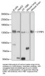 Cytoplasmic FMR1 Interacting Protein 1 (CYFIP1) Antibody
