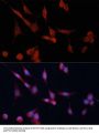 Dimethylarginine Dimethylaminohydrolase 1 (DDAH1) Antibody