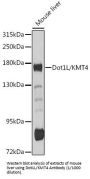 DOT1 Like, Histone H3 Methyltransferase (DOT1L) Antibody