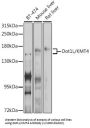 DOT1 Like, Histone H3 Methyltransferase (DOT1L) Antibody