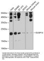 Dual Specificity Phosphatase 14 (DUSP14) Antibody