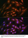 Dual Specificity Phosphatase 14 (DUSP14) Antibody