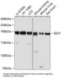 Early Endosome Antigen 1 (EEA1) Antibody