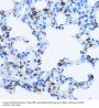Early Endosome Antigen 1 (EEA1) Antibody