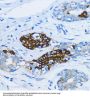 Early Endosome Antigen 1 (EEA1) Antibody