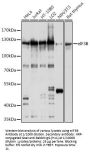 Eukaryotic Translation Initiation Factor 3 Subunit B (EIF3B) Antibody