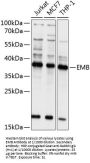 Embigin (EMB) Antibody