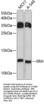 Enhancer of Rudimentary Homolog (Drosophila) (ERH) Antibody
