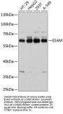 Endothelial Cell Adhesion Molecule (ESAM) Antibody