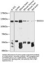 Exocyst Complex Component 4 (EXOC4) Antibody