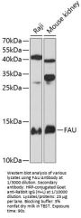 Ubiquitin-Like FUBI-Ribosomal Protein eS30 Fusion Protein (FAU) Antibody