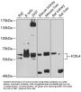Fc Receptor-Like Protein 4 (FCRL4) Antibody