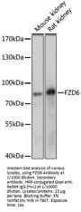 Frizzled Homolog 6 (FZD6) Antibody