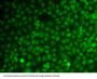 Growth Arrest And DNA Damage-Inducible, Alpha (GADD45A) Antibody