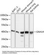 Guanine Nucleotide Binding Protein Subunit Alpha-14 (GNA14) Antibody