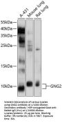 Guanine Nucleotide Binding Protein (G Protein), Gamma 2 (GNG2) Antibody