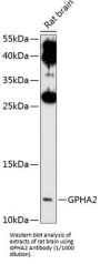 GPHA2 Antibody