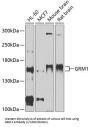 Glutamate Metabotropic Receptor 1 (GRM1) Antibody