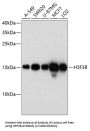 Histone H3.3 (H3F3B) Antibody