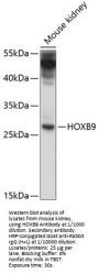 Homeobox Protein Hox-B9 (HOXB9) Antibody