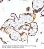 Estradiol 17-Beta-Dehydrogenase 1 (HSD17B1) Antibody