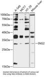 Inhibitor of Growth Protein 2 (ING2) Antibody