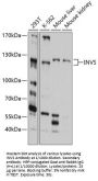 Inversin (INVS) Antibody