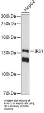 Insulin Receptor Substrate 1 (IRS1) Antibody
