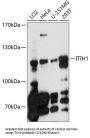 Inter-Alpha-Trypsin Inhibitor Heavy Chain H1 (ITIH1) Antibody