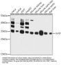 Transcription Factor Jun D (JunD) Antibody