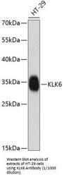 Kallikrein 6 (KLK6) Antibody