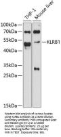 Killer Cell Lectin-Like Receptor Subfamily B Member 1 (KLRB1) Antibody