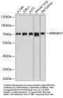 Kremen Protein 1 (KREMEN1) Antibody