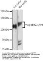 Low Density Lipoprotein Receptor Related Protein 8 (LRP8) Antibody