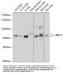 Leucine-Rich Repeat-Containing Protein 4 (LRRC4) Antibody