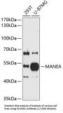 Mannosidase Endo-Alpha (MANEA) Antibody