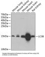 Microtubule-Associated Proteins 1A/1B Light Chain 3B (MAP1LC3B) Antibody