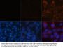 Microtubule-Associated Proteins 1A/1B Light Chain 3B (MAP1LC3B) Antibody