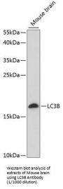 Microtubule-Associated Proteins 1A/1B Light Chain 3B (MAP1LC3B) Antibody