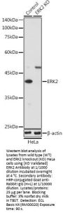 Mitogen-Activated Protein Kinase 1 / ERK2 (MAPK1) Antibody